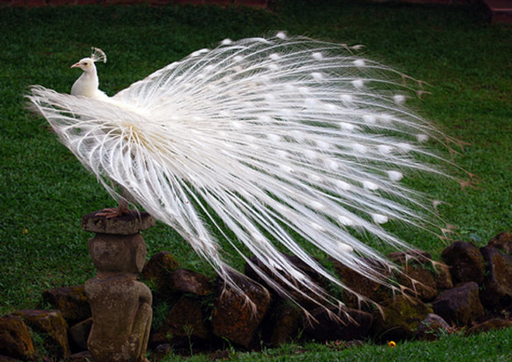 Parque de las Aves Bali